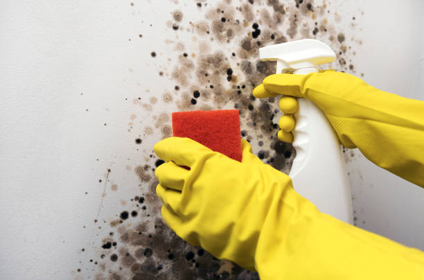 Best Certified Mold Removal  in Middletown, KY